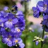 100 BLUE PEARL POLEMONIUM ( Jacobs Ladder ) Polemonium Caeruleum Flower Seeds