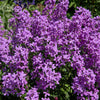 1500 DAMES ROCKET (Danask Violet) Hesperis Matronalis Dame's Purple Flower Seeds
