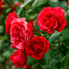 5 RED CLIMBING ROSE Rosa Bush Vine Climber Fragrant Butterfly Flower Seeds