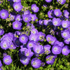 1000 TUSSOCK BELLFLOWER (Carpathian Bellflower) Campanula Carpatica Flower Seeds