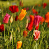 Mixed Colors California Poppy (Ballerina / Mission Bells) Eschscholzia Californica Flower Seeds – photo 10
