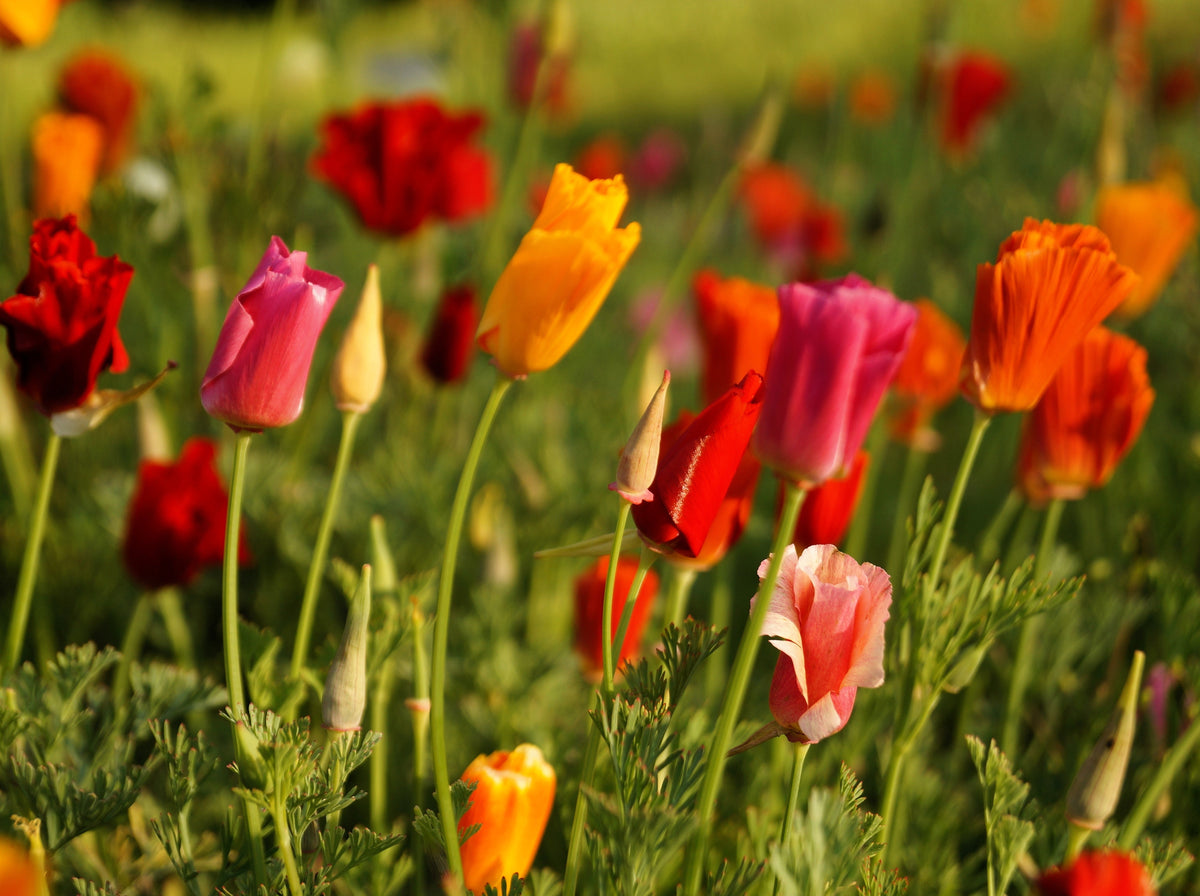 Mixed Colors California Poppy (Ballerina / Mission Bells) Eschscholzia Californica Flower Seeds – photo 10