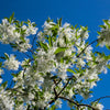 3 FRINGE TREE Chionanthus Virginicus Old Man's Beard White Flower Seeds