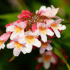 10 BEAUTY BUSH SHRUB Beautybush Kolkwitzia Amabilis Pink & White Flower Red Berry Seeds