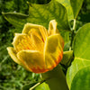 15 TULIP POPLAR TREE Yellow Flower Liriodendron Tulipifera Whitewood Seeds