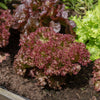 Ruby Leaf Lettuce Seeds – Red Loose Leaf Heirloom Lactuca Sativa Vegetable