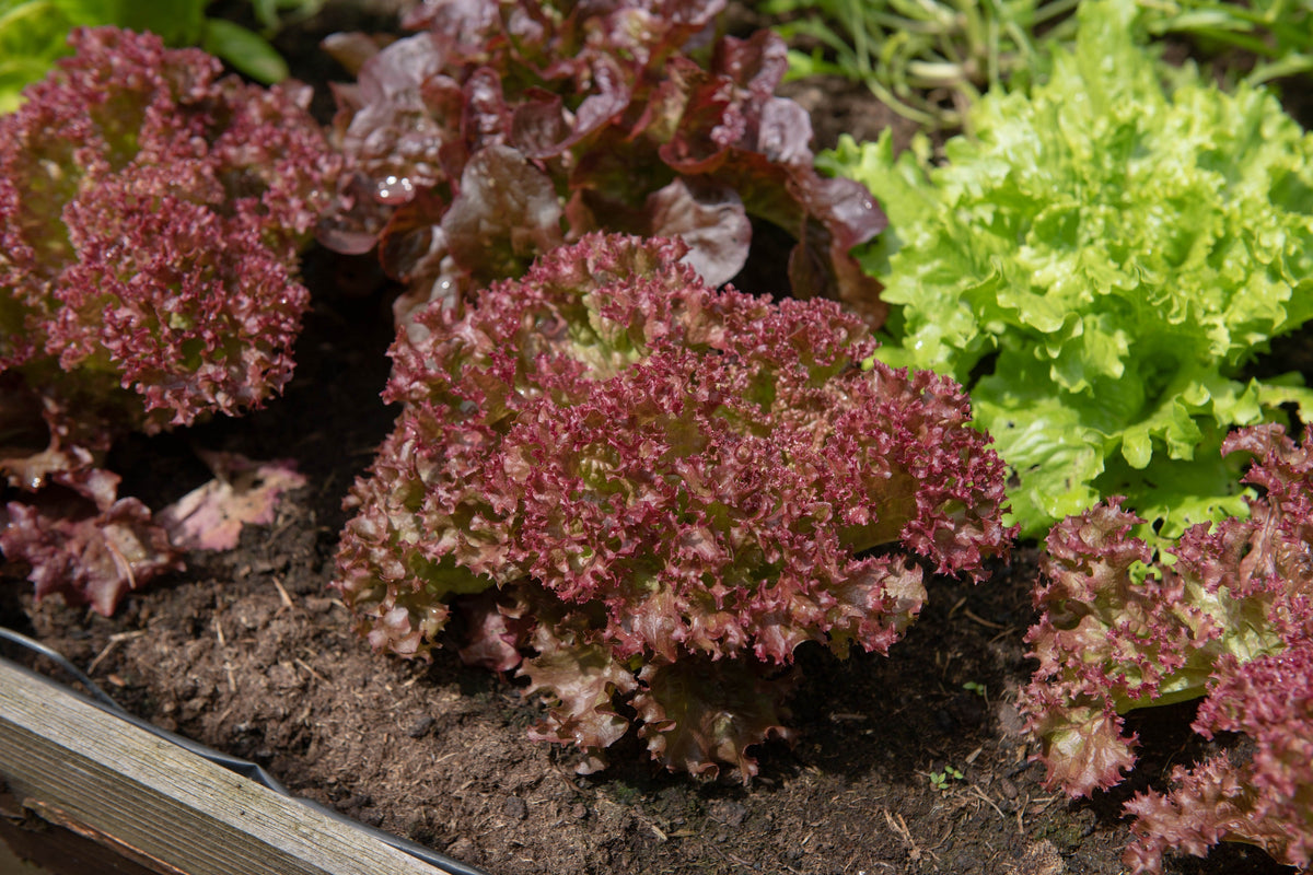 Ruby Leaf Lettuce Seeds – Red Loose Leaf Heirloom Lactuca Sativa Vegetable