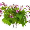 20 PURPLE FLOWERING RASPBERRY Thornless Edible Rubus Odoratus Fruit Berry Seeds