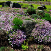 2000 Fairy DWARF MIX CANDYTUFT Iberis Umbellata Flower Seeds