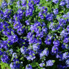 75 ROYAL BLUE SPEEDWELL Veronica Austriaca Teucrium Flower Seeds