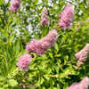 50 Pink STEEPLEBUSH Hardhack Meadow Sweet Spirea Spiraea Tomentosa Shrub Flower Seeds