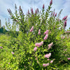 50 Pink STEEPLEBUSH Hardhack Meadow Sweet Spirea Spiraea Tomentosa Shrub Flower Seeds