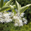 3 FRINGE TREE Chionanthus Virginicus Old Man's Beard White Flower Seeds
