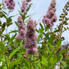 50 Pink STEEPLEBUSH Hardhack Meadow Sweet Spirea Spiraea Tomentosa Shrub Flower Seeds