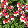 50 RED & WHITE NEMESIA Strumosa Danish Flag Fragrant Bicolor Flower Seeds