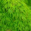 10 WEEPING LACELEAF MAPLE Japanese Acer Palmatum Dissectum Green Yellow Red Tree Seeds