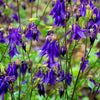 100 PURPLE COLUMBINE Aquilegia Vulgaris Flower Seeds