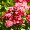 50 MOUNTAIN LAUREL White Pink Red Kalmia Latifolia Shrub Bush Seeds