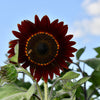 25 Red VELVET QUEEN SUNFLOWER Helianthus Annuus Flower Seeds