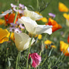 Mixed Colors California Poppy (Ballerina / Mission Bells) Eschscholzia Californica Flower Seeds – photo 5