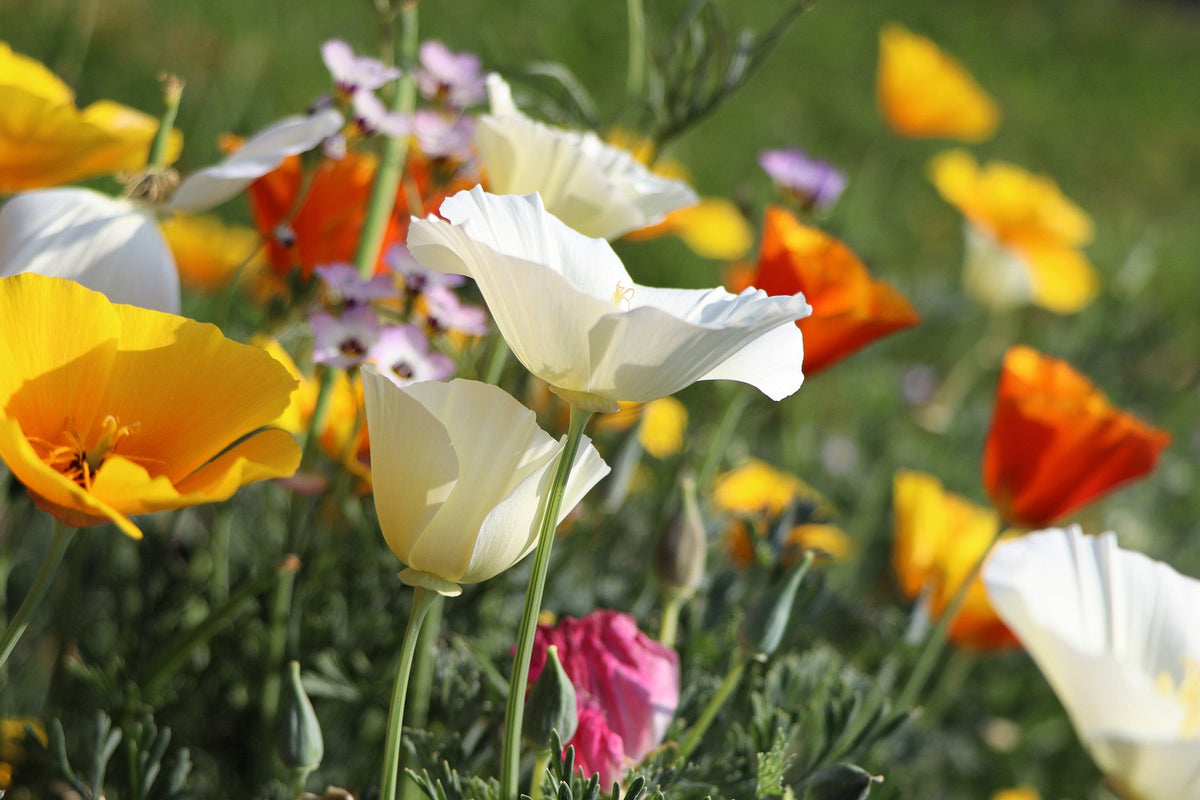 Mixed Colors California Poppy (Ballerina / Mission Bells) Eschscholzia Californica Flower Seeds – photo 5