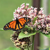 100 PINK MILKWEED Common Asclepias Syriaca Monarch Flower Seeds