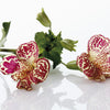 250 TIGER MONKEY Mixed Colors Mimulus Tigrinus Flower Seeds