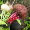 Piatta D'egitto Beet Seeds' – Italian Heirloom Beta Vulgaris Cicla Vegetable – photo 3