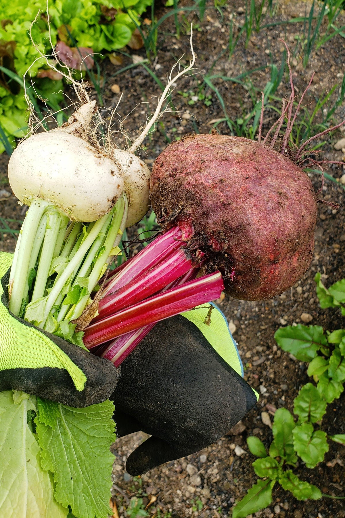 Piatta D'egitto Beet Seeds' – Italian Heirloom Beta Vulgaris Cicla Vegetable – photo 3