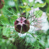 50 RED POD NIGELLA Damascena Love In A Mist aka Black Pod White Flower Seeds