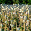 250 WHITE Cloud PEONY POPPY Papaver Peoniflorum Flower Seeds