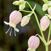 100 MAIDENSTEARS Silene Vulgaris aka Bladder Campion Maidens Tears Pink & White Flower Seeds