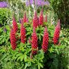 25 RED LUPINE 'My CASTLE' Lupinus Polyphyllus Scarlet Russell Lupin Band of Nobles Series Flower Seeds