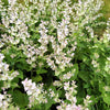 50 WHITE Swan CLARY SAGE Salvia Viridis Horminum Herb Flower Seeds