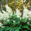 50 WHITE GOATS BEARD (like Astilbe) Aruncus Dioicus Flower Seeds