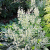 100 WHITE CAMAS Anticlea Elegans Zigadenus Camass Alkali Native Flower Seeds
