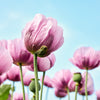 1000 SINGLE LILAC POPPY Papaver Somniferum Purple Heirloom Flower Seeds