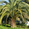 10 COCO PALM Jelly Palm Pindo Butia Capitata Edible Fruit Tree Houseplant Seeds