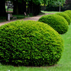 10 ENGLISH YEW Taxus Baccata Tree Shrub Conifer Sun or Shade Red Ornamental Berry Seeds