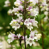 25 HUSKER RED PENSTEMON Digitalis Foxglove Beardtongue White Flower Seeds