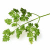 200 BRUSSELS WINTER CHERVIL Anthriscus Gourmet European Heirloom Herb Vegetable Seeds