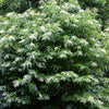 50 LILY Of The VALLEY TREE Sourwood Sorrel Oxydendrum Arboreum Flower Seeds