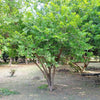 15 SUGAR APPLE Sweetsop Custard Apple Annona Squamosa Sweet Delicious Edible Fruit Tree Seeds