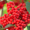 100 RED ELDERBERRY Sambucus Racemosa Scarlet Mountain Elder Bunchberry Tree Shrub Fruit Berry Seeds