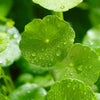 50 SPADELEAF Edible Coinwort Centella Asiatica Gotu Kola Herb Pink Flower Seeds