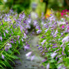 10 HOSTA ELEGANS Shade Lover Flower Seeds