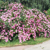5 PINK CLIMBING ROSE Rosa Bush Vine Climber Fragrant Butterfly Flower Seeds