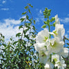 25 WHITE HOLLYHOCK Alcea Rosea Flower Seeds Perennial
