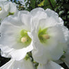 25 WHITE HOLLYHOCK Alcea Rosea Flower Seeds Perennial