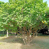 5 PHYSIC NUT Barbados Purging JATROPHA Curcas Shrub Tree Bio-Diesel Seeds